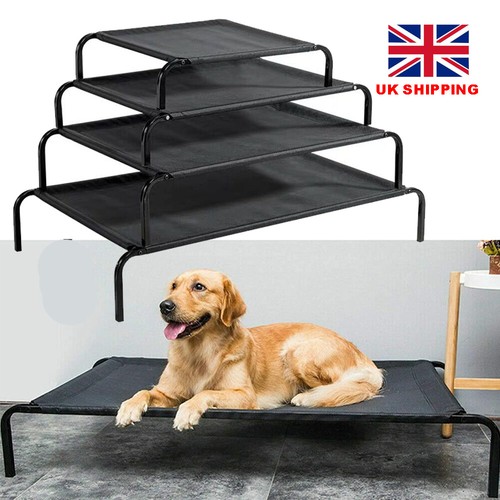 Large elevated dog - elevated,
