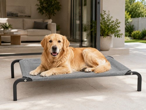 New bunty raised dog - new,