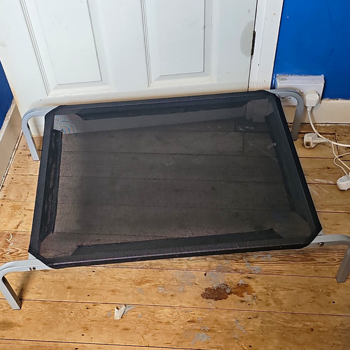 Raised portable mesh dog - raised,